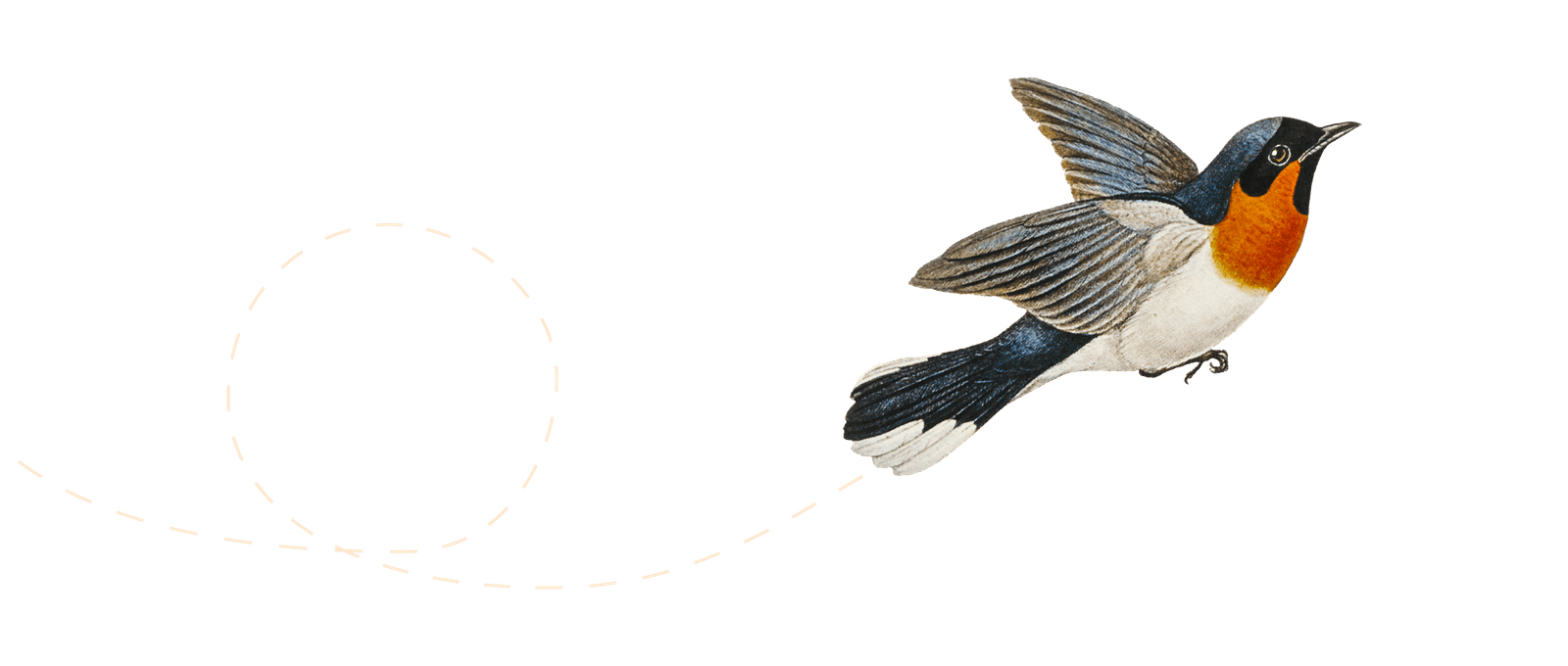 Illustration of a bird flying.